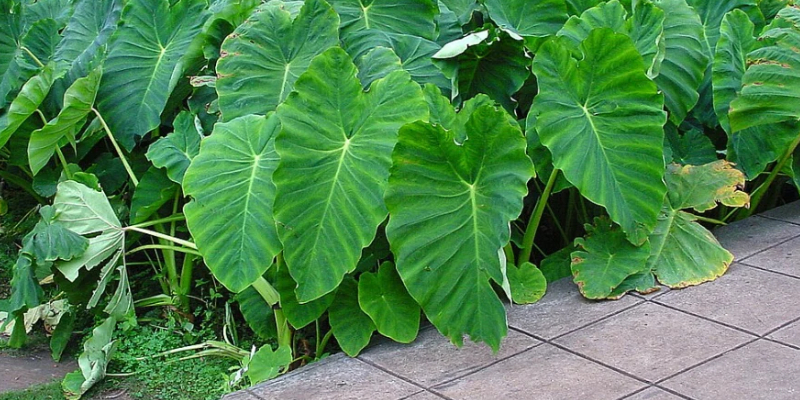 Large broad green Elephant Ear leaves