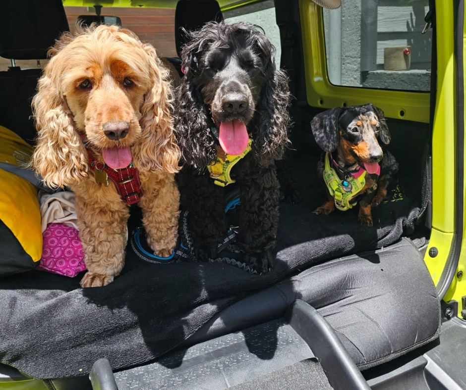 Pet Taxi